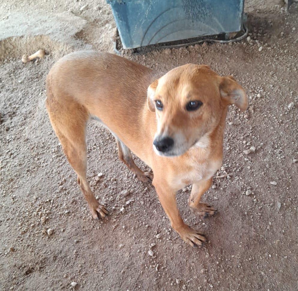 Summer (2), an adoptable Retriever in Mexicali, BCN, 21280 | Photo Image 3