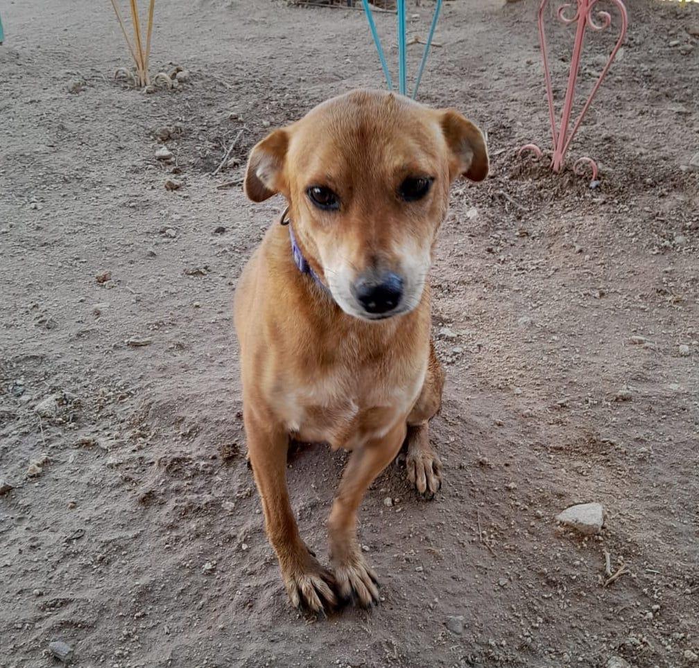 Enlarge Summer (2), a Adoptable mixed breed in Mexicali, BCN image 2/5