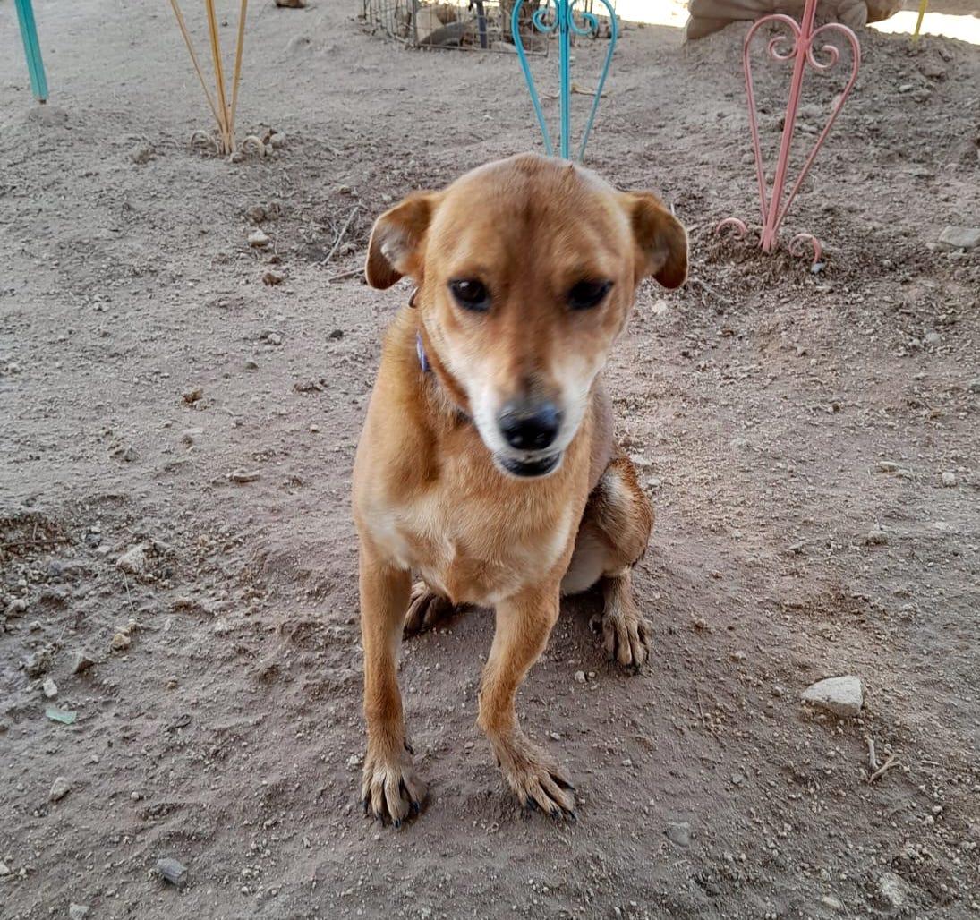 Enlarge Summer (2), a Adoptable mixed breed in Mexicali, BCN image 4/5