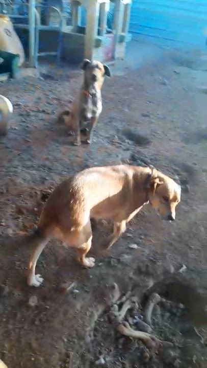 Enlarge Summer (2), a Adoptable mixed breed in Mexicali, BCN video 5/5