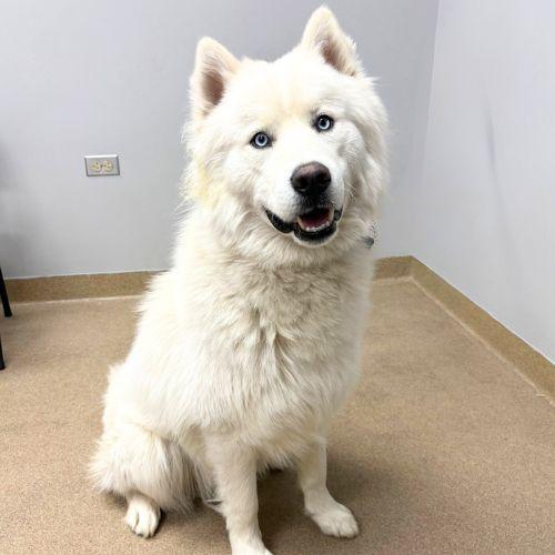 Enlarge SONATA, a Adoptable Samoyed in Aurora, CO image 1/1
