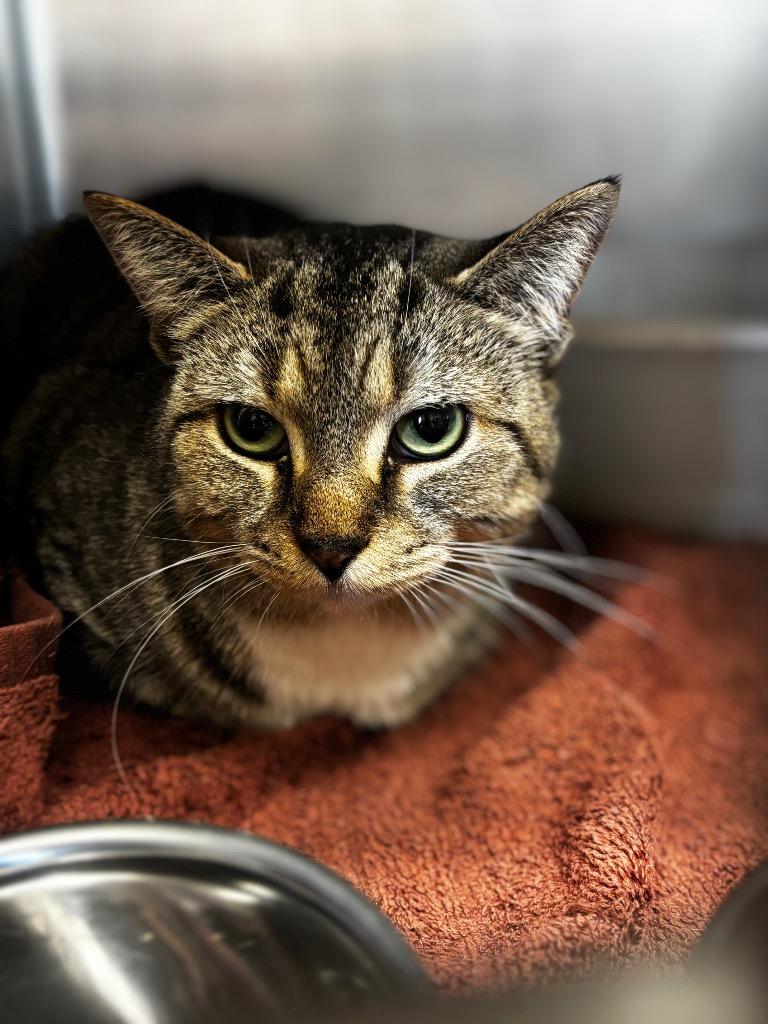 Cosette, Adoptable, Young Female Domestic Short Hair.