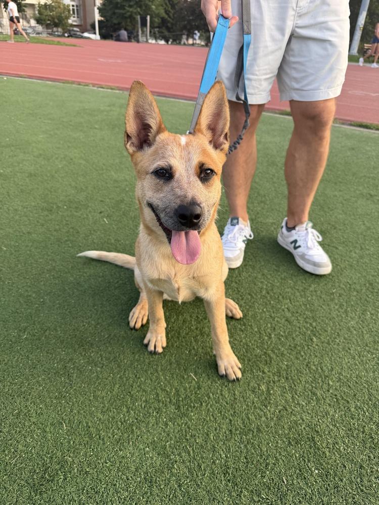 Honey, Adoptable, Puppy Female Australian Cattle Dog / Blue Heeler & Australian Cattle Dog / Blue Heeler.