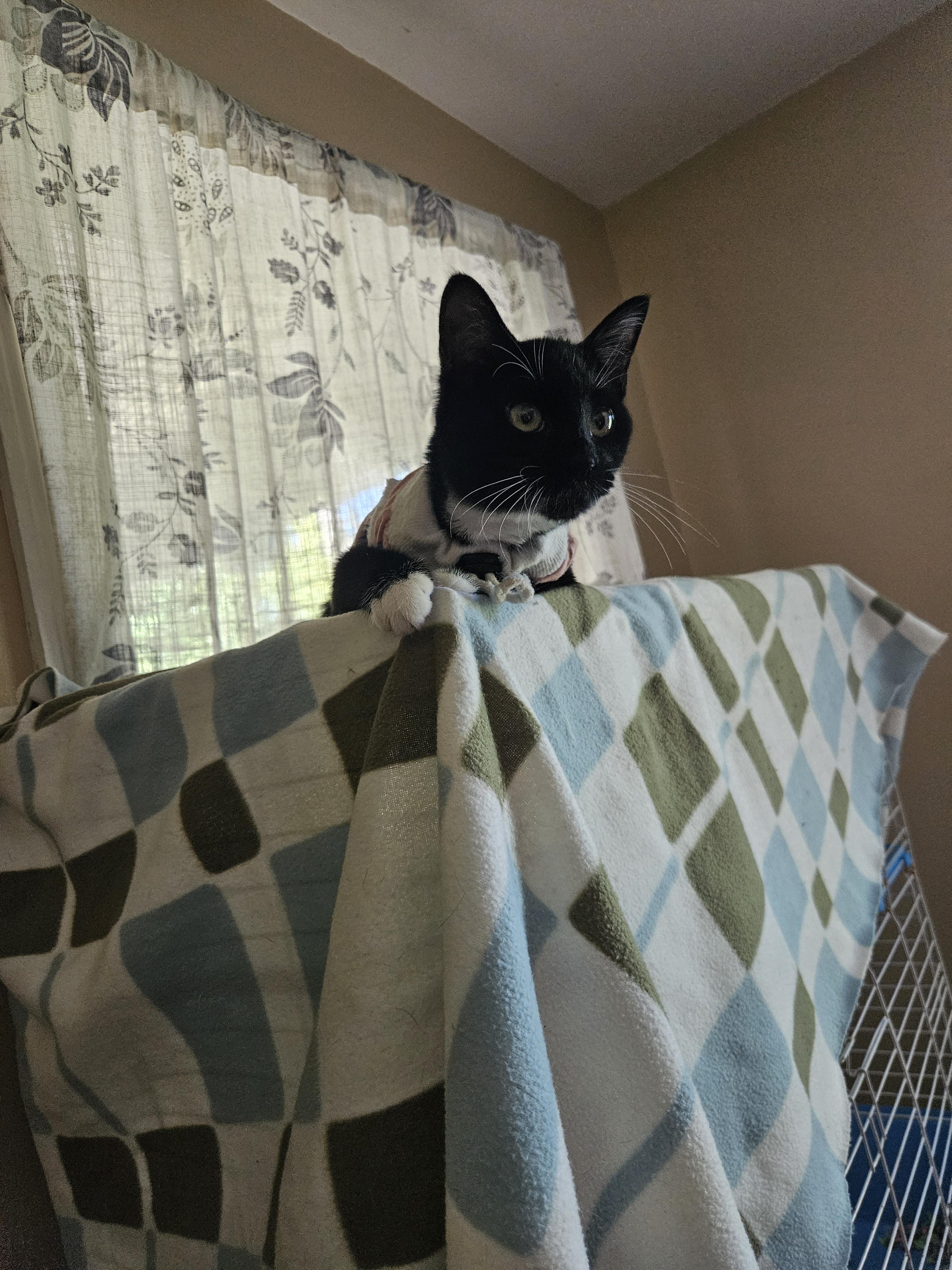 Enlarge Kimchi, a Adoptable Domestic Short Hair in warrenville, SC image 4/6