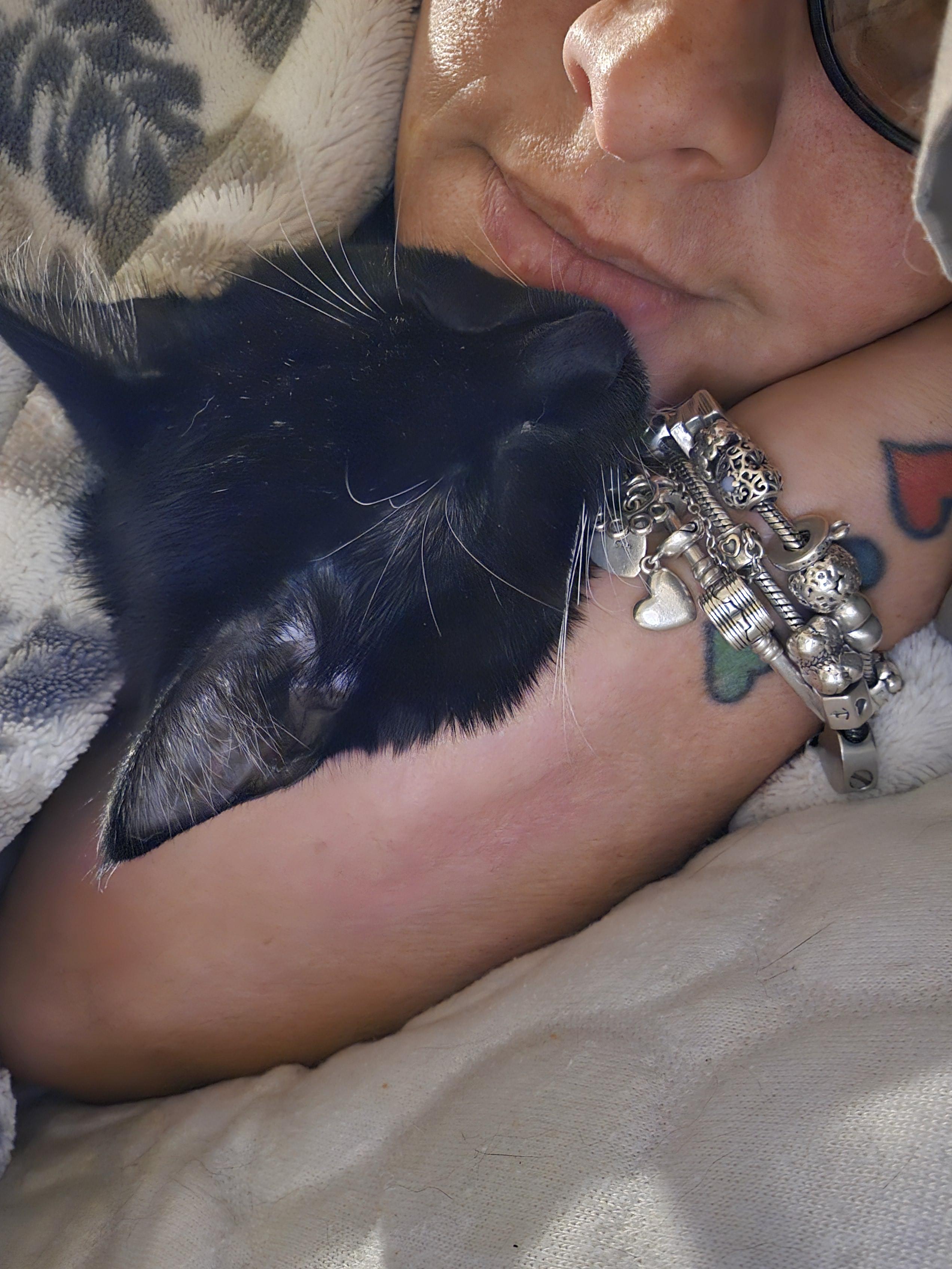 Enlarge Kimchi, a Adoptable Domestic Short Hair in warrenville, SC image 2/6