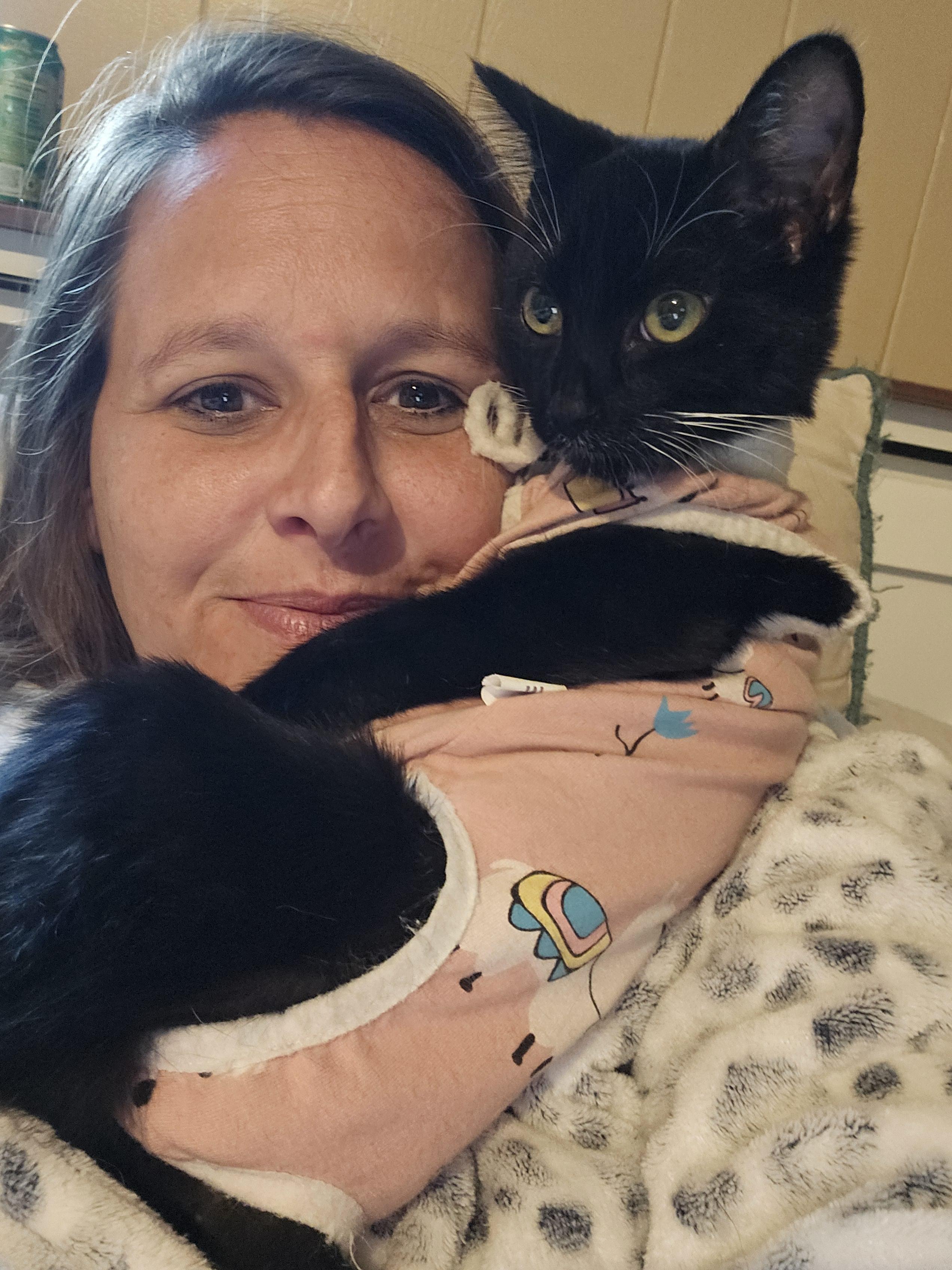 Enlarge Kimchi, a Adoptable Domestic Short Hair in warrenville, SC image 3/6