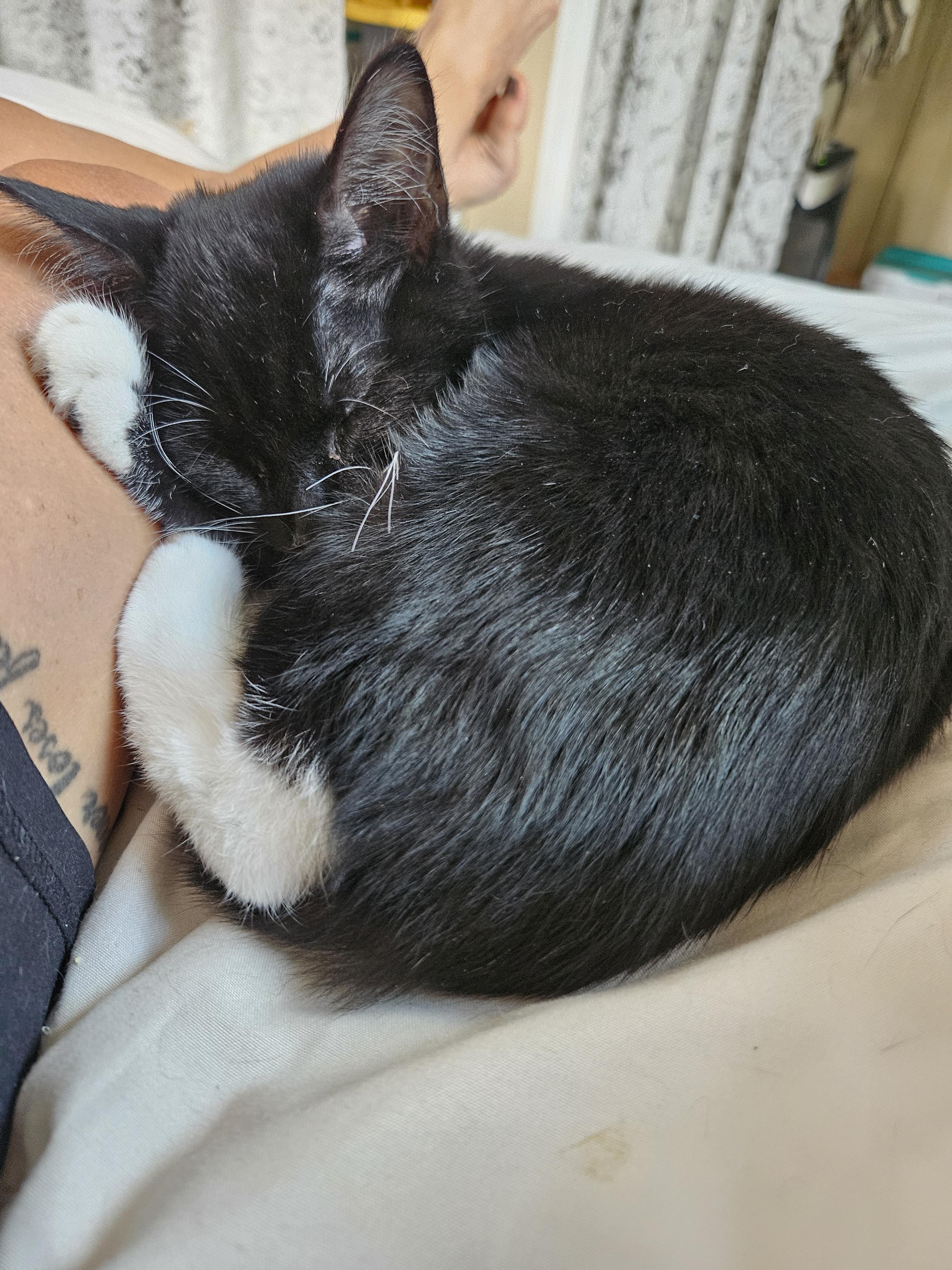 Enlarge Kimchi, a Adoptable Domestic Short Hair in warrenville, SC image 5/6