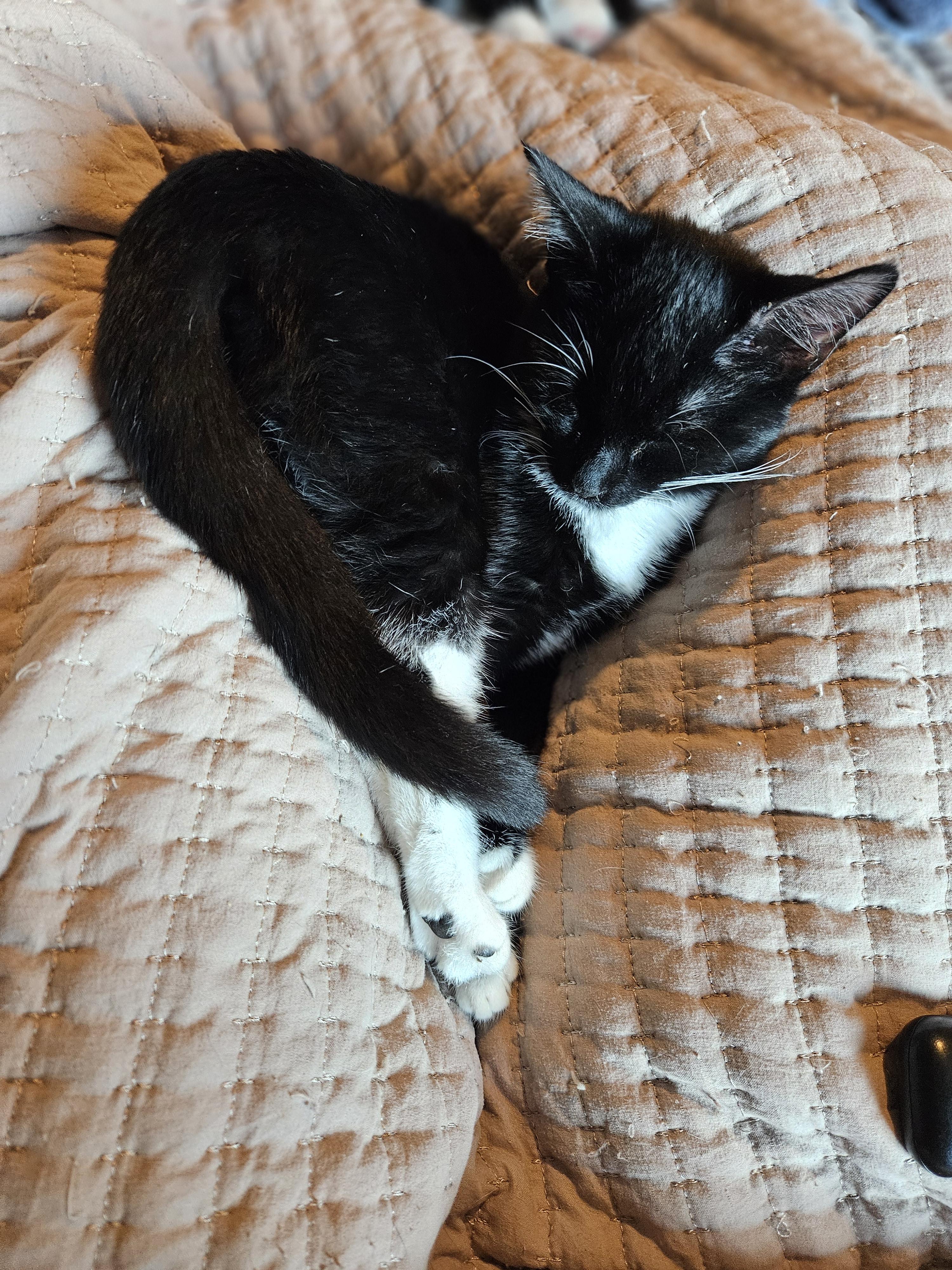 Enlarge Kimchi, a Adoptable Domestic Short Hair in warrenville, SC image 6/6