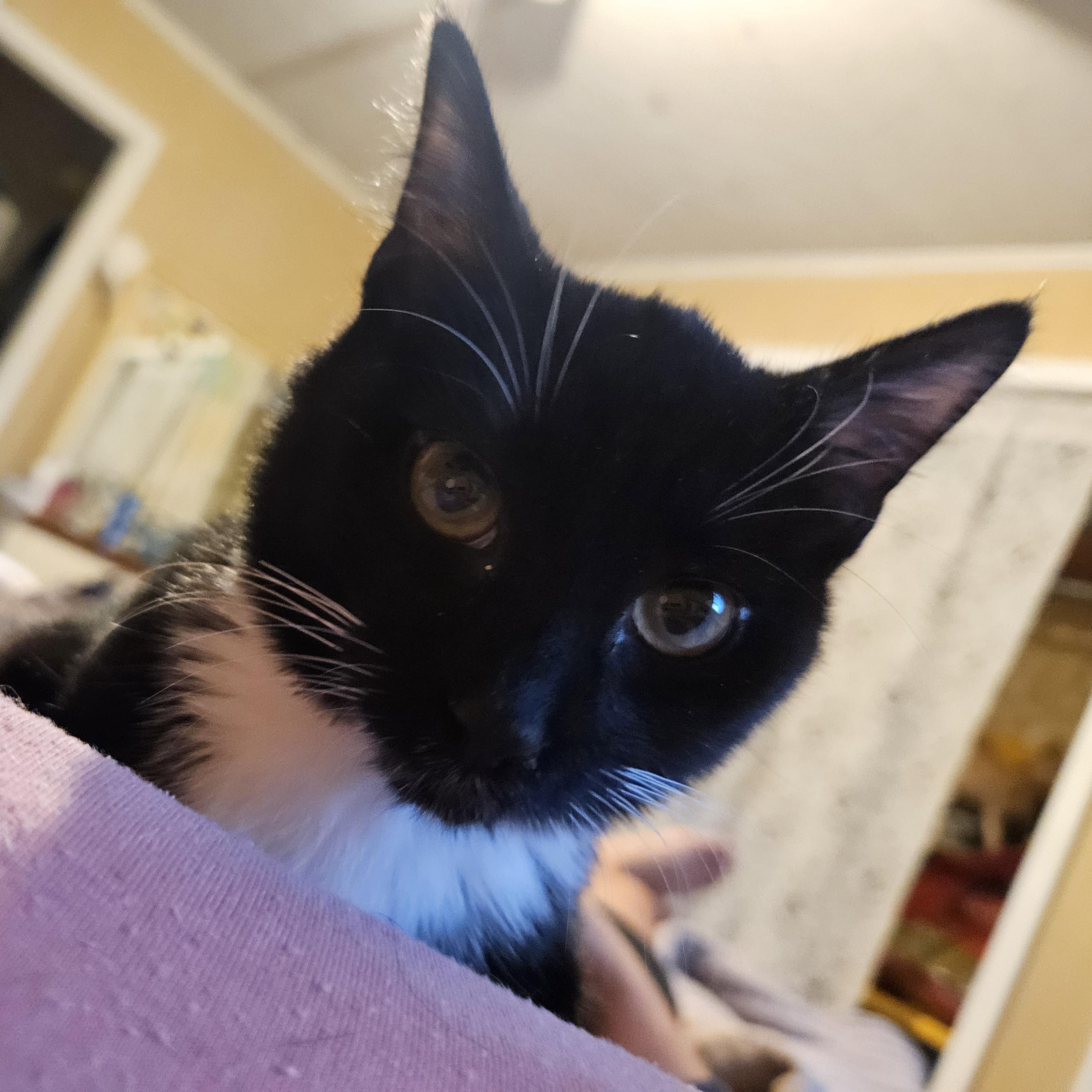 Enlarge Kimchi, a Adoptable Domestic Short Hair in warrenville, SC image 1/6