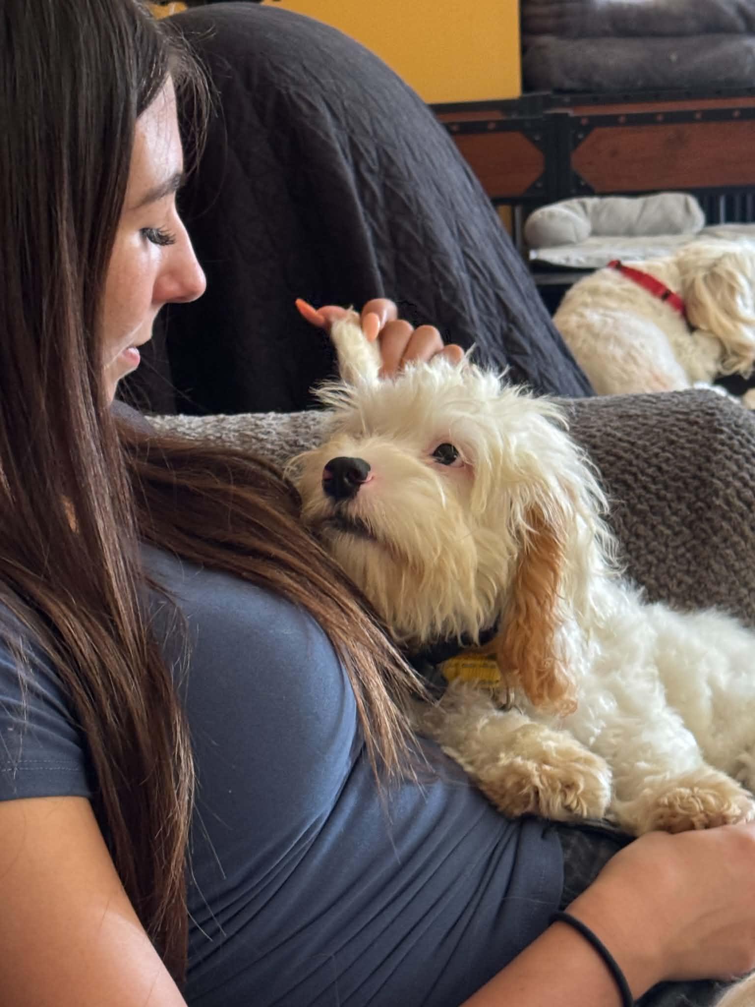 Woody, Adopted, Puppy Male Miniature Poodle & Cavalier King Charles Spaniel.
