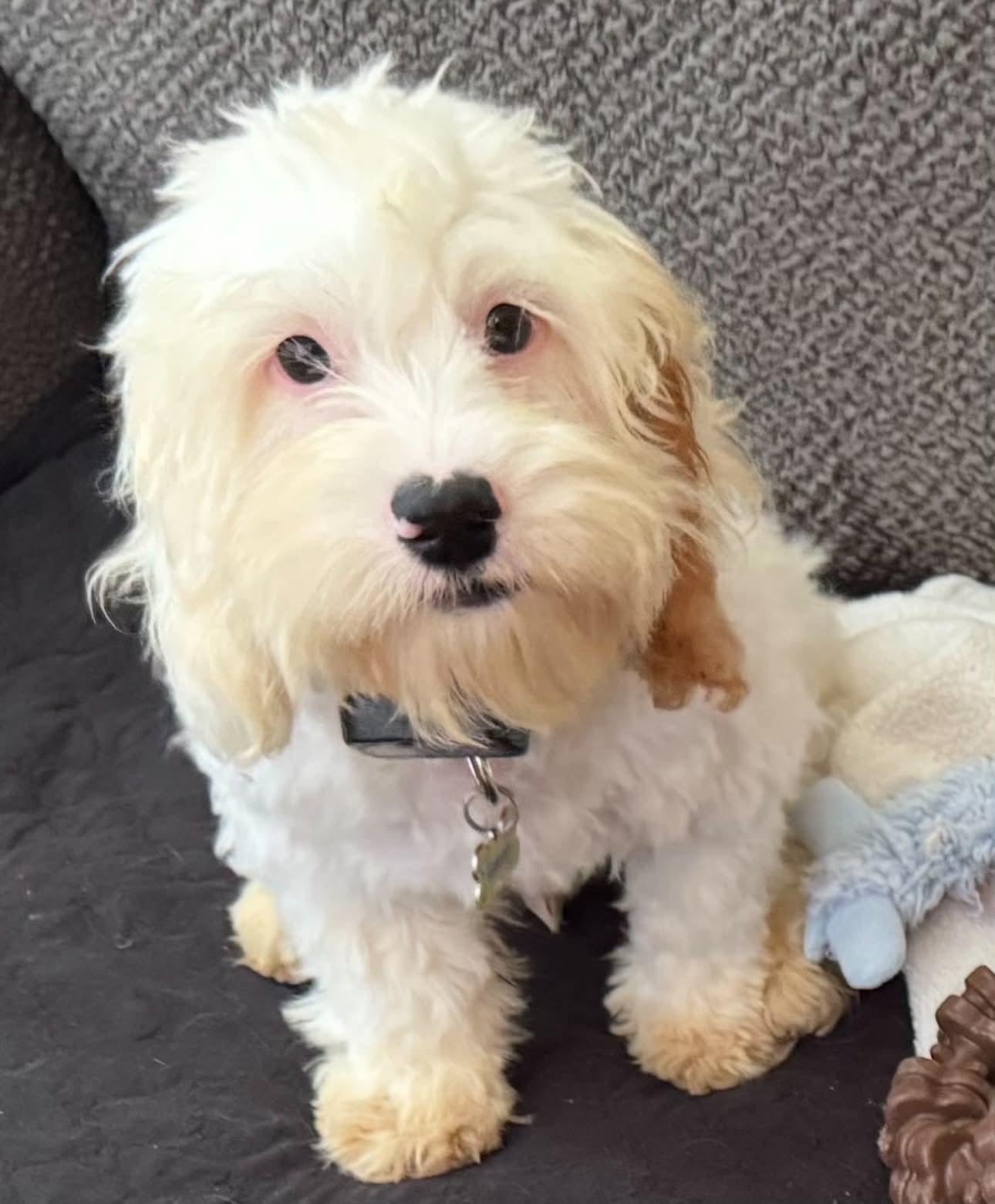 Woody, a Adopted mixed breed in Florissant, MO image 2/2