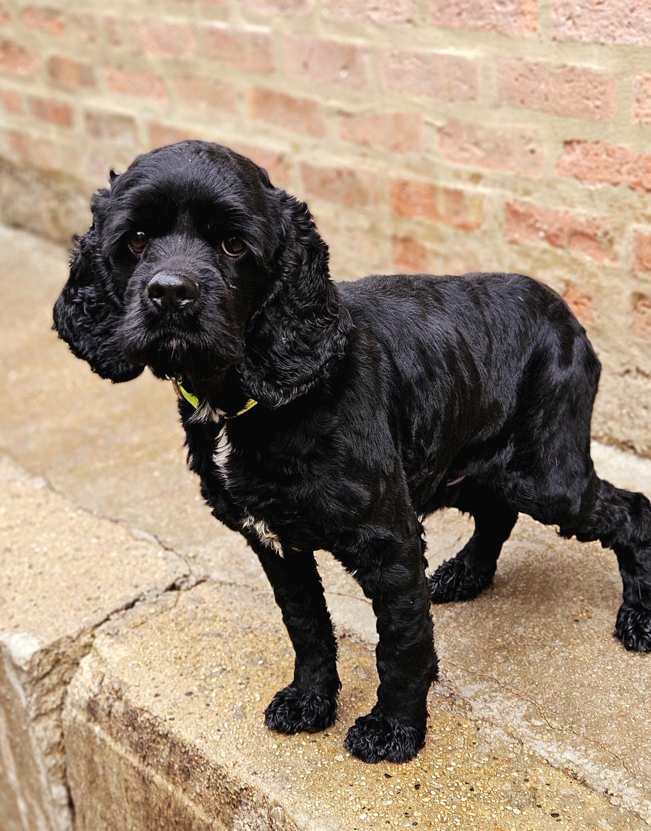 Enlarge Ziggy (ADOPTED!), a Adopted Cocker Spaniel in Chicago, IL image 1/5