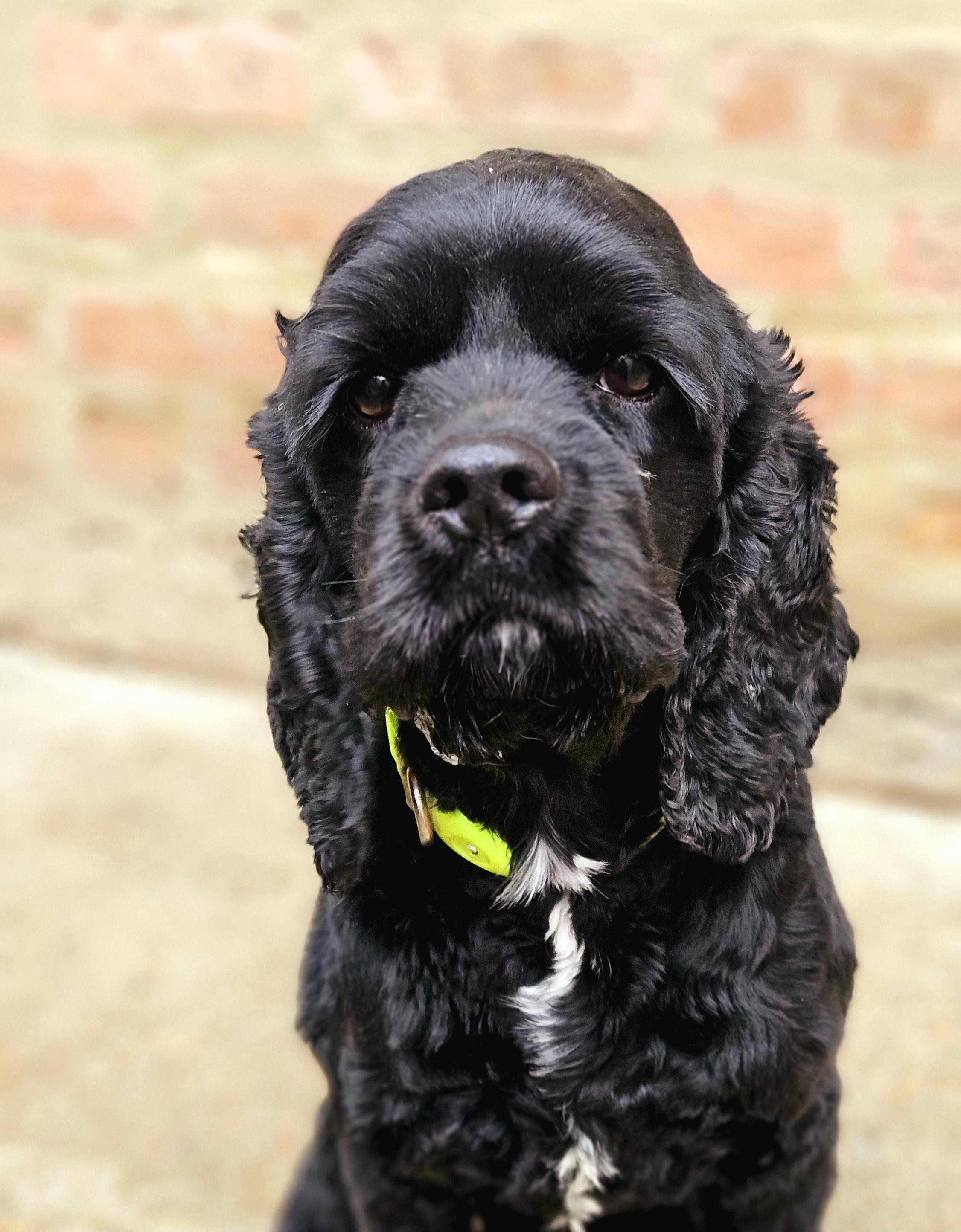 Enlarge Ziggy (ADOPTED!), a Adopted Cocker Spaniel in Chicago, IL image 2/5