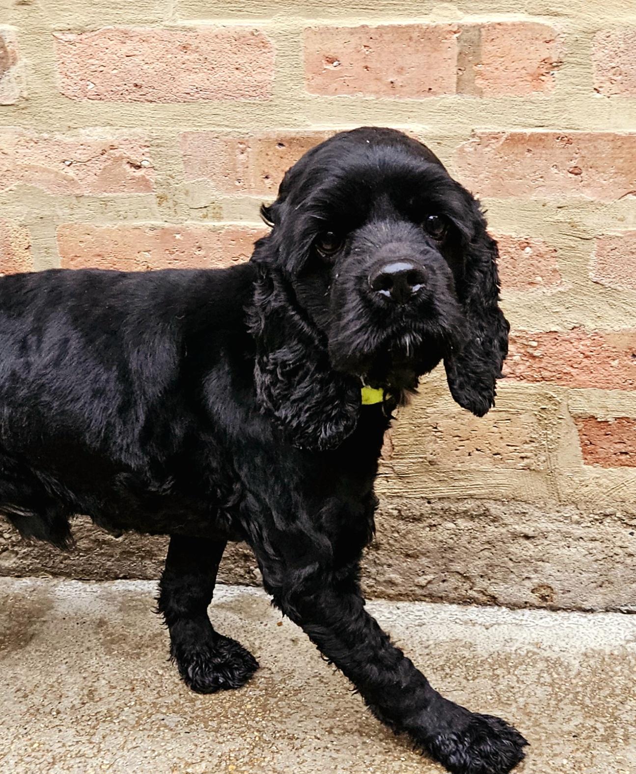 Enlarge Ziggy (ADOPTED!), a Adopted Cocker Spaniel in Chicago, IL image 4/5