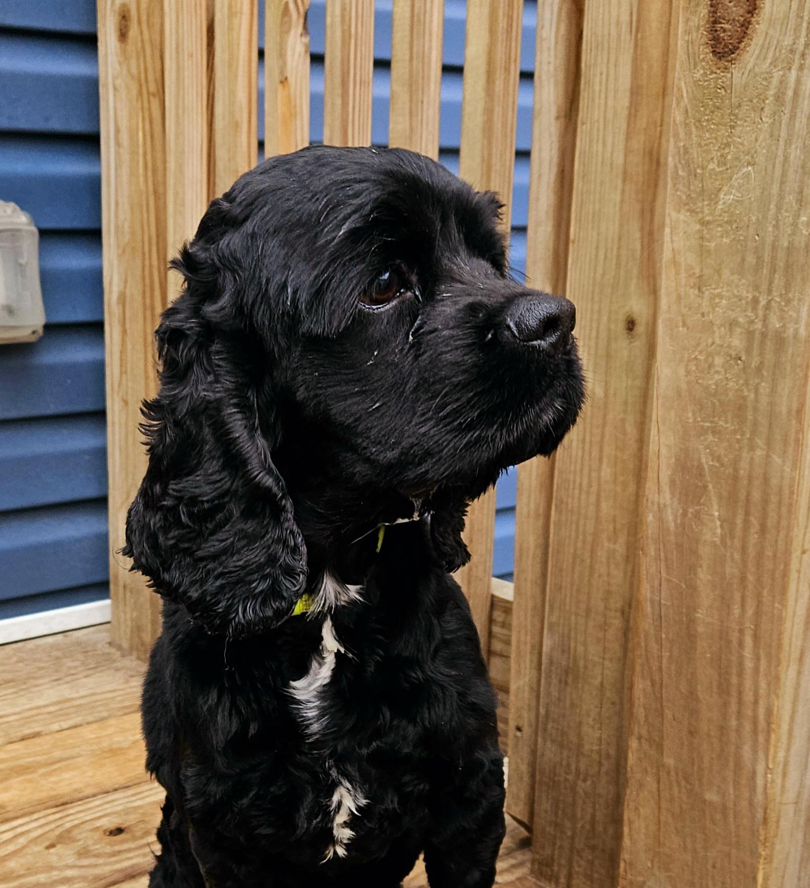 Enlarge Ziggy (ADOPTED!), a Adopted Cocker Spaniel in Chicago, IL image 5/5