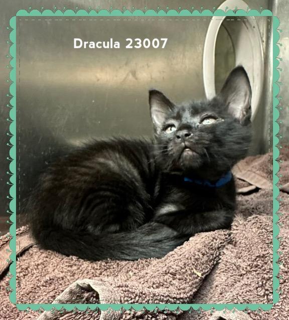 Enlarge DRACULA, a Adopted Domestic Short Hair in Marietta, GA image 2/5