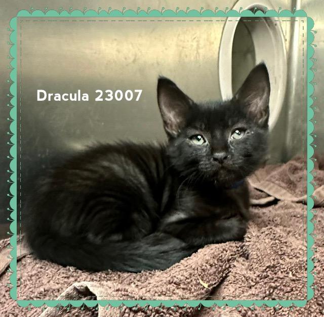 Enlarge DRACULA, a Adopted Domestic Short Hair in Marietta, GA image 3/5