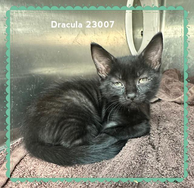 DRACULA, Adopted, Kitten Male Domestic Short Hair.