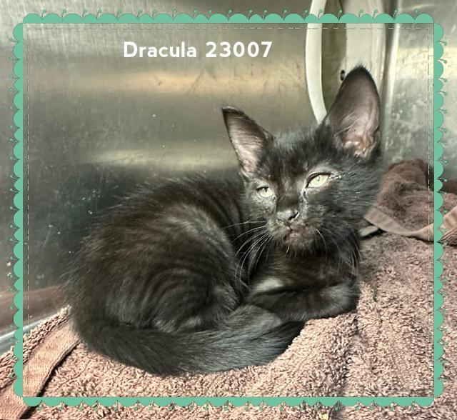 Enlarge DRACULA, a Adopted Domestic Short Hair in Marietta, GA image 4/5