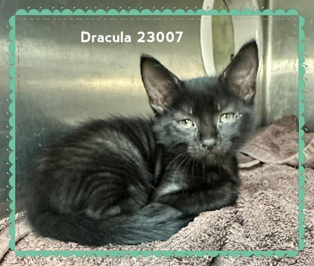 Enlarge DRACULA, a Adopted Domestic Short Hair in Marietta, GA image 5/5