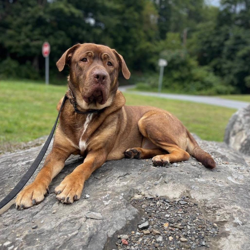 Gus, Adoptable, Adult Male Mastiff & Mixed Breed.