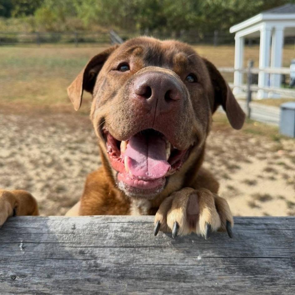 Enlarge Gus, a Adoptable mixed breed in Wappingers Falls, NY image 2/3