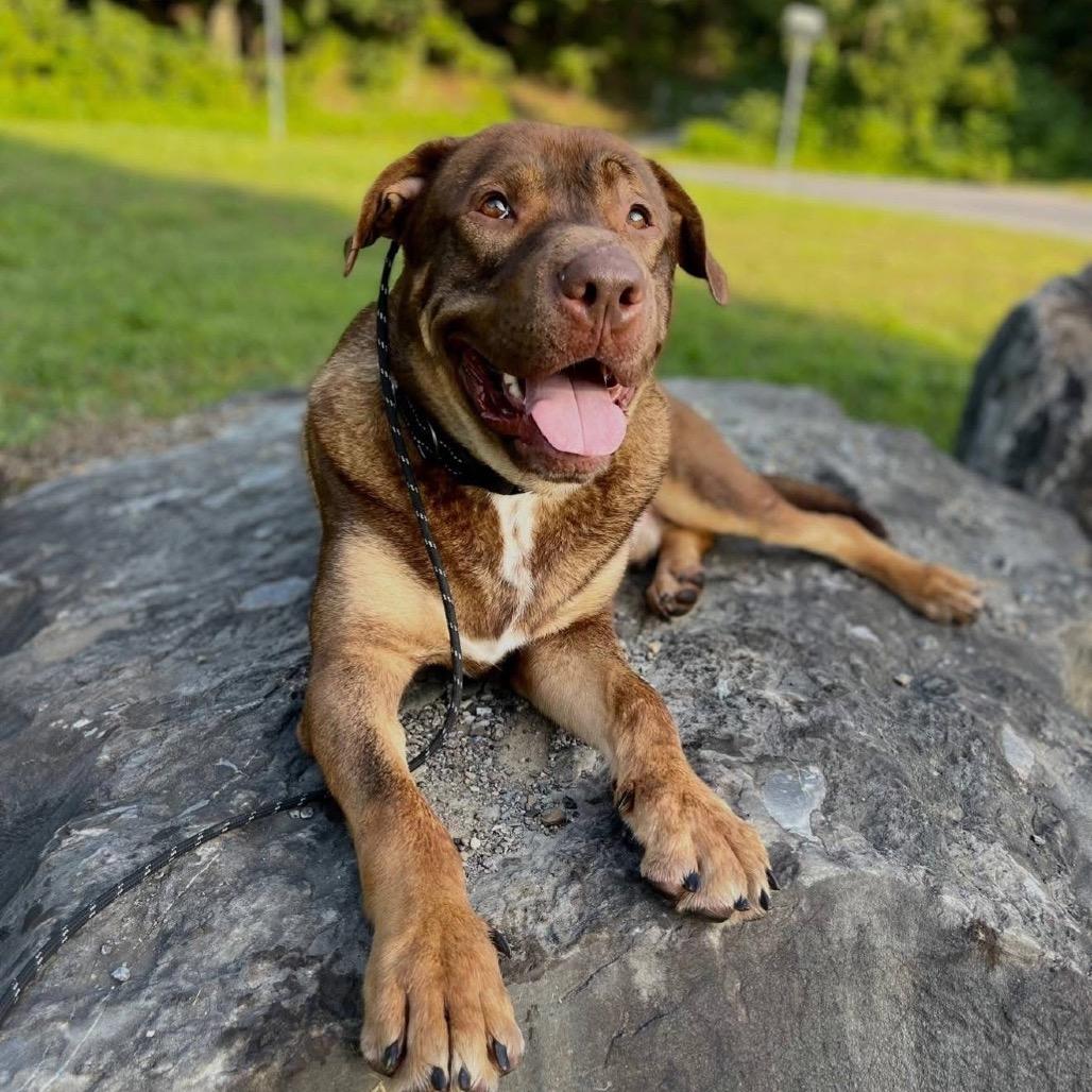 Enlarge Gus, a Adoptable mixed breed in Wappingers Falls, NY image 3/3