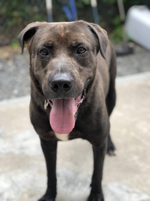 Charlie, Adoptable, Senior Male Labrador Retriever & Pit Bull Terrier.