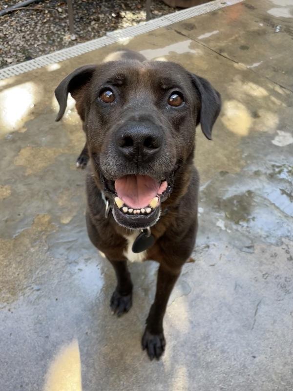 Charlie, a Adoptable mixed breed in Oakland, NJ image 1/6
