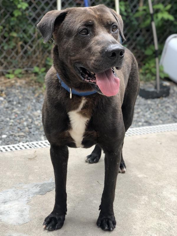 Charlie, a Adoptable mixed breed image 3/6