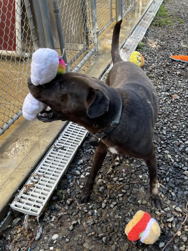 Charlie, a Adoptable mixed breed in Oakland, NJ image 2/6