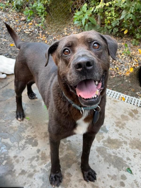 Charlie, a Adoptable mixed breed image 5/6
