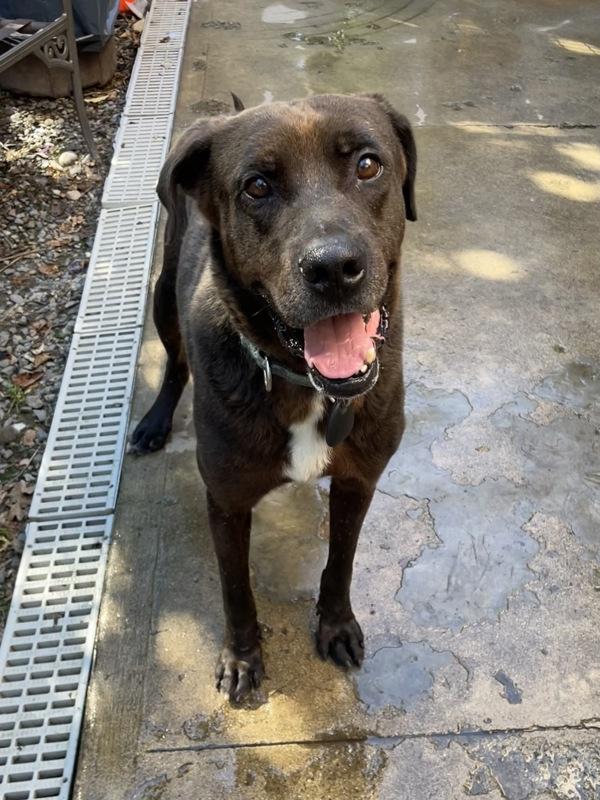 Charlie, a Adoptable mixed breed in Oakland, NJ image 4/6