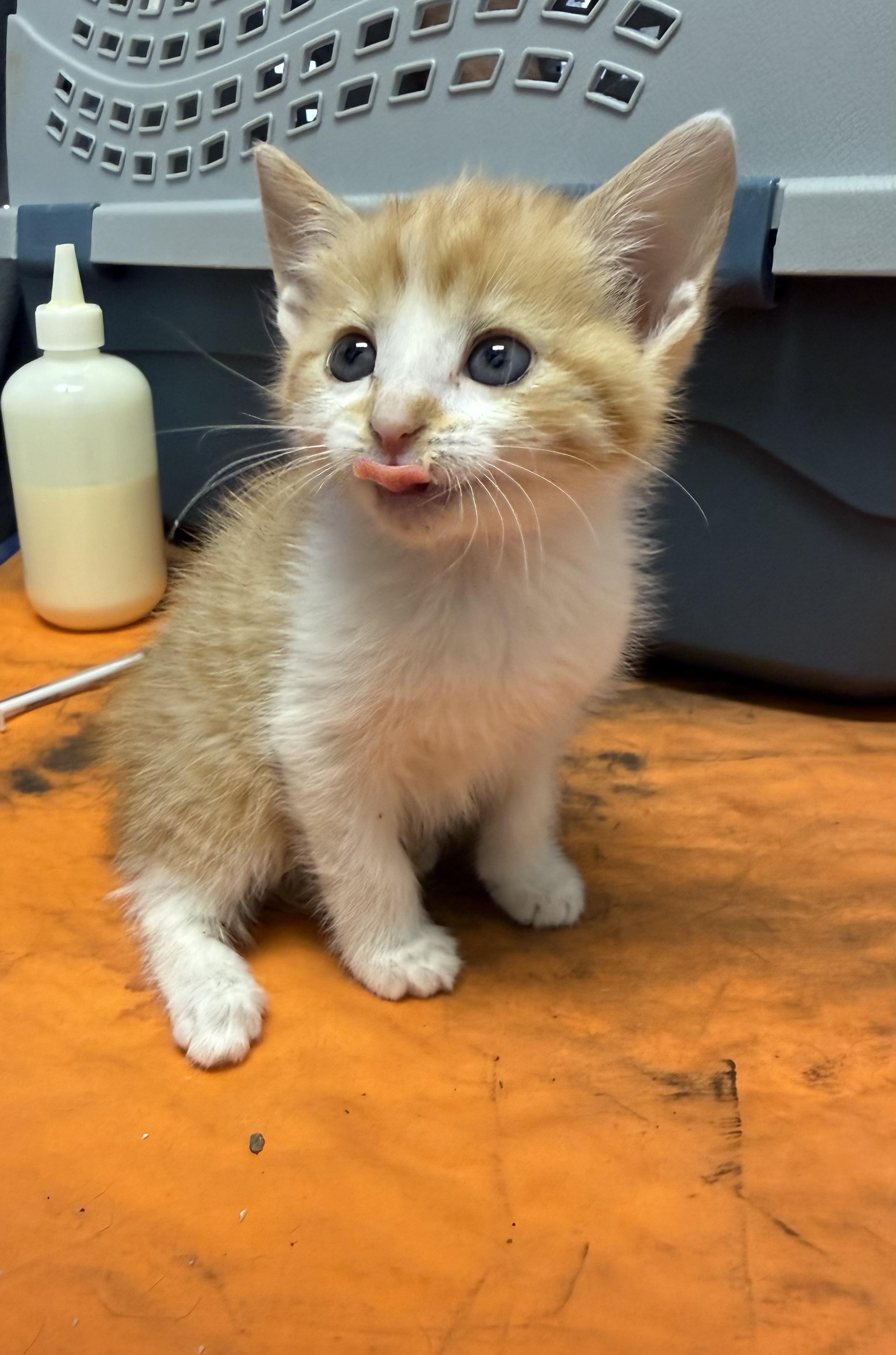 Petunia, Adoptable, Kitten Female Domestic Short Hair.