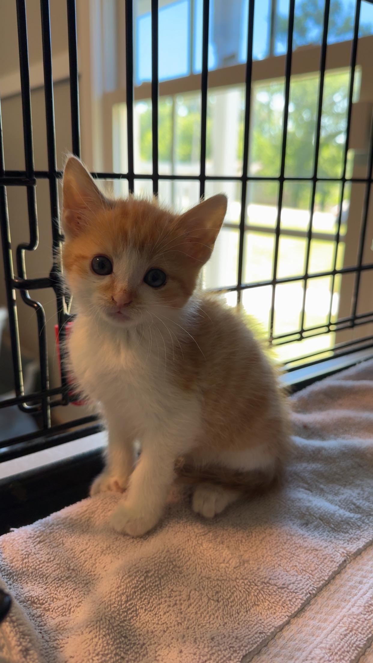 Petunia, a Adoptable Domestic Short Hair in Pinson, AL image 2/3