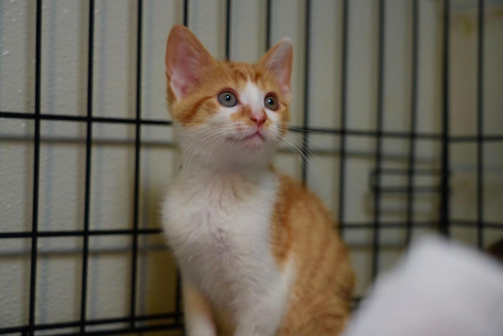 Enlarge Petunia, a Adoptable Domestic Short Hair in Pinson, AL image 2/3