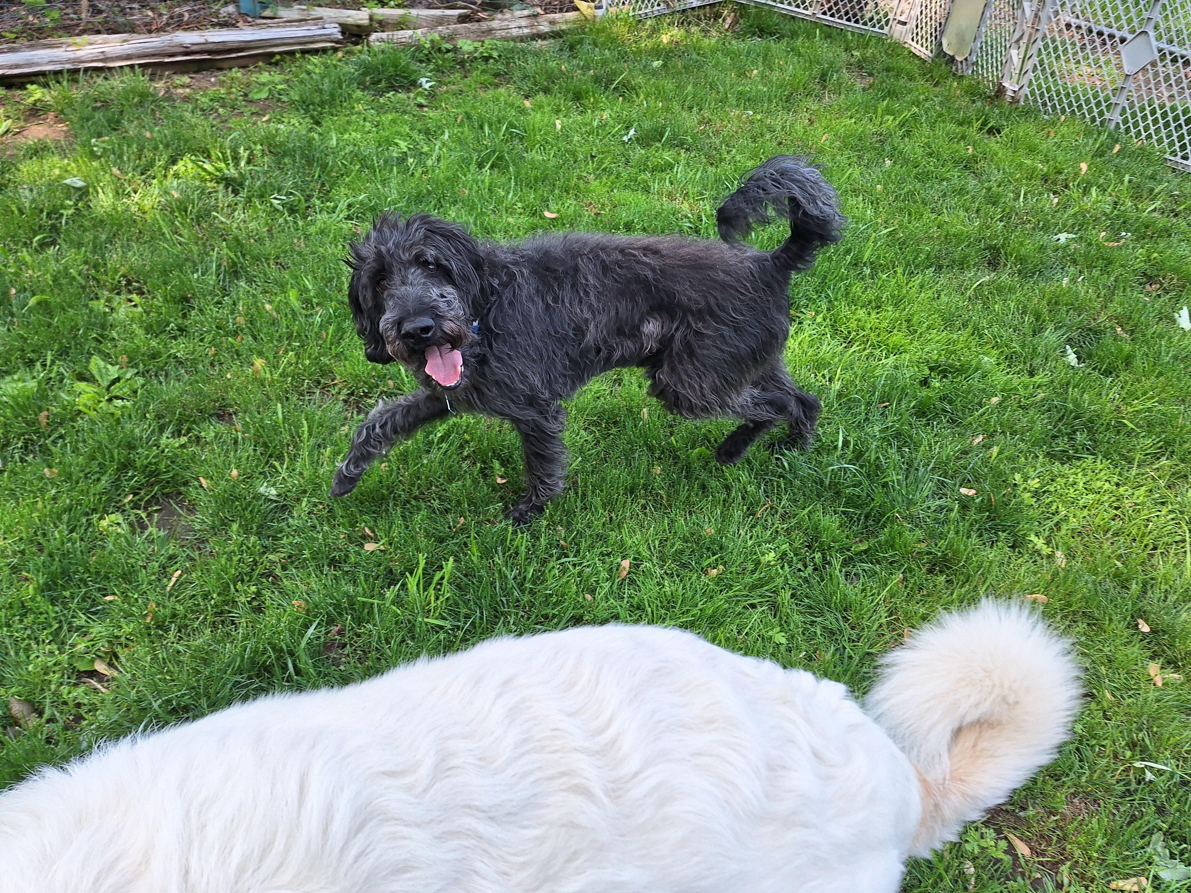 Enlarge Sam, a Adopted Labradoodle in Hagaman, NY image 2/6