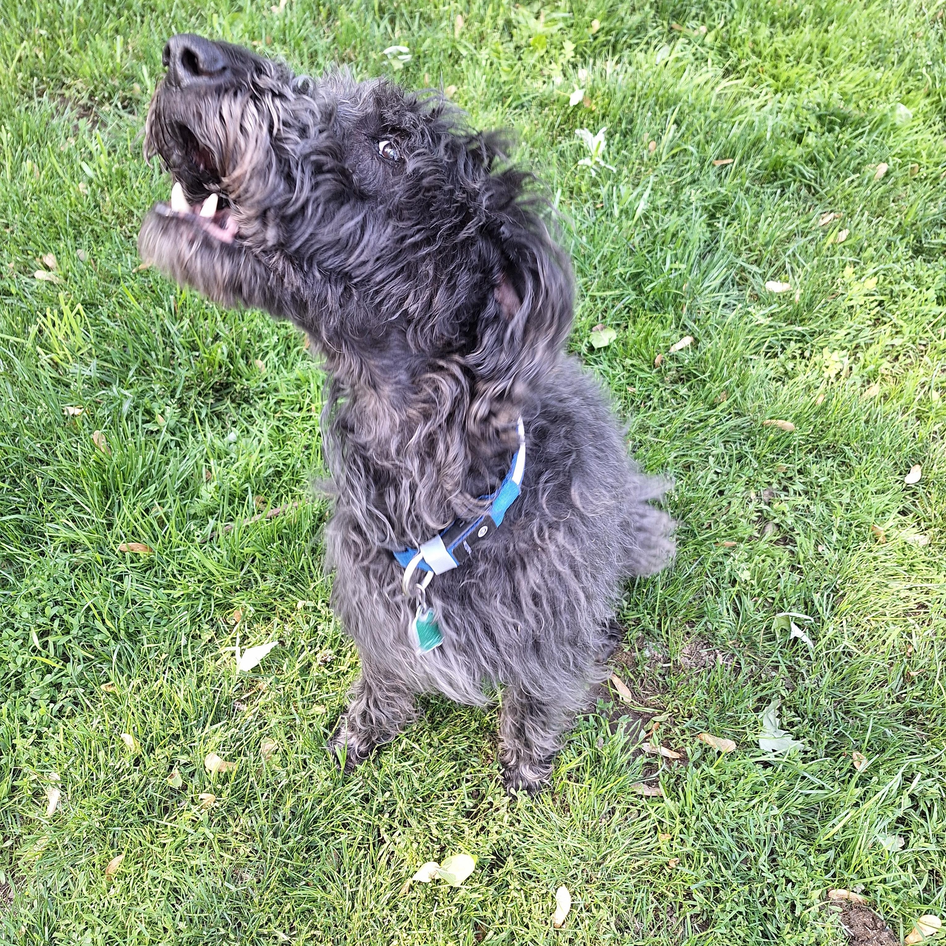 Enlarge Sam, a Adopted Labradoodle in Hagaman, NY image 3/6