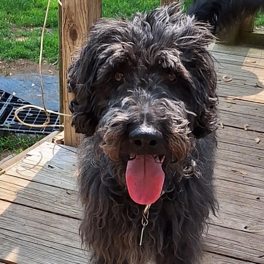 Enlarge Sam, a Adopted Labradoodle in Hagaman, NY image 1/6