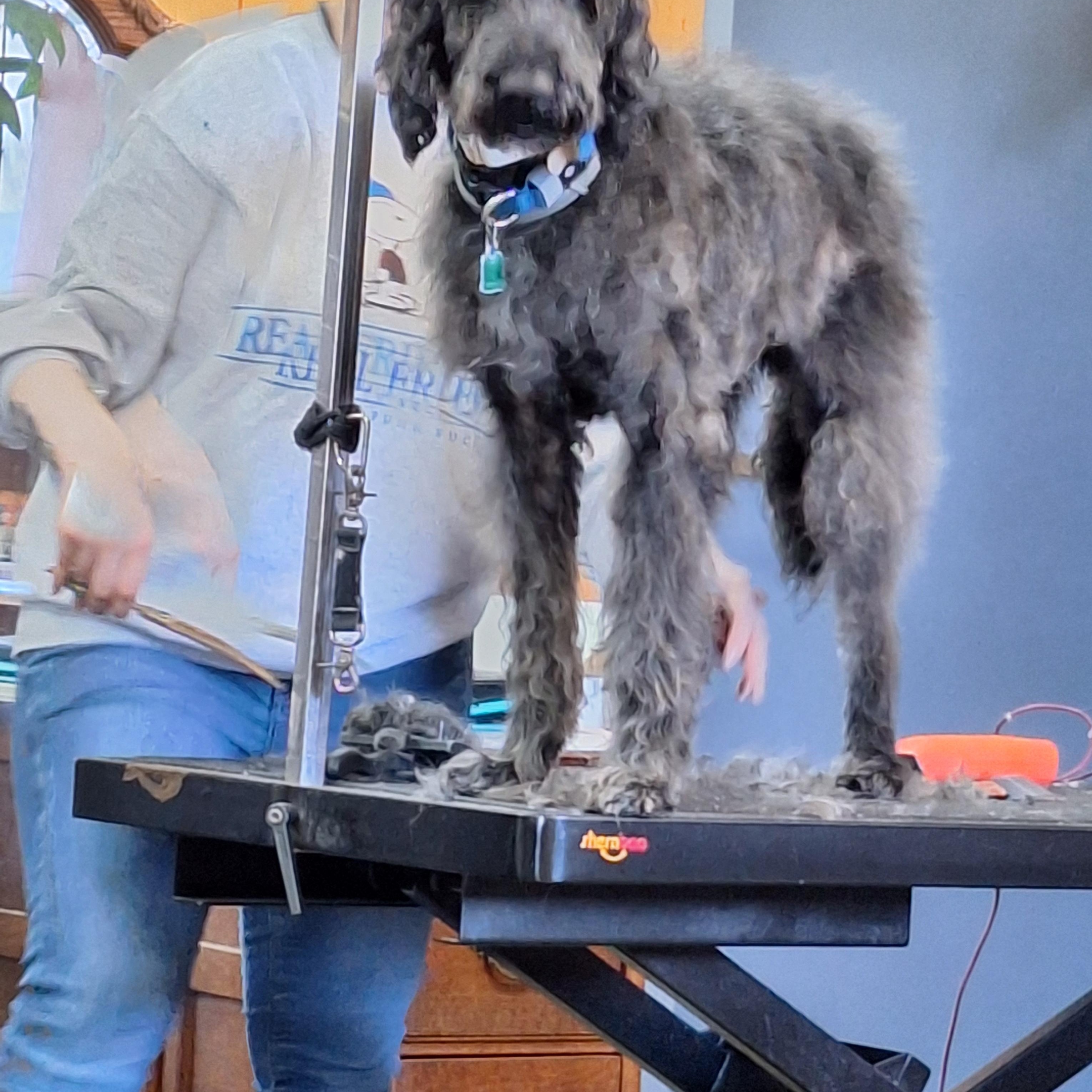 Enlarge Sam, a Adopted Labradoodle in Hagaman, NY image 4/6