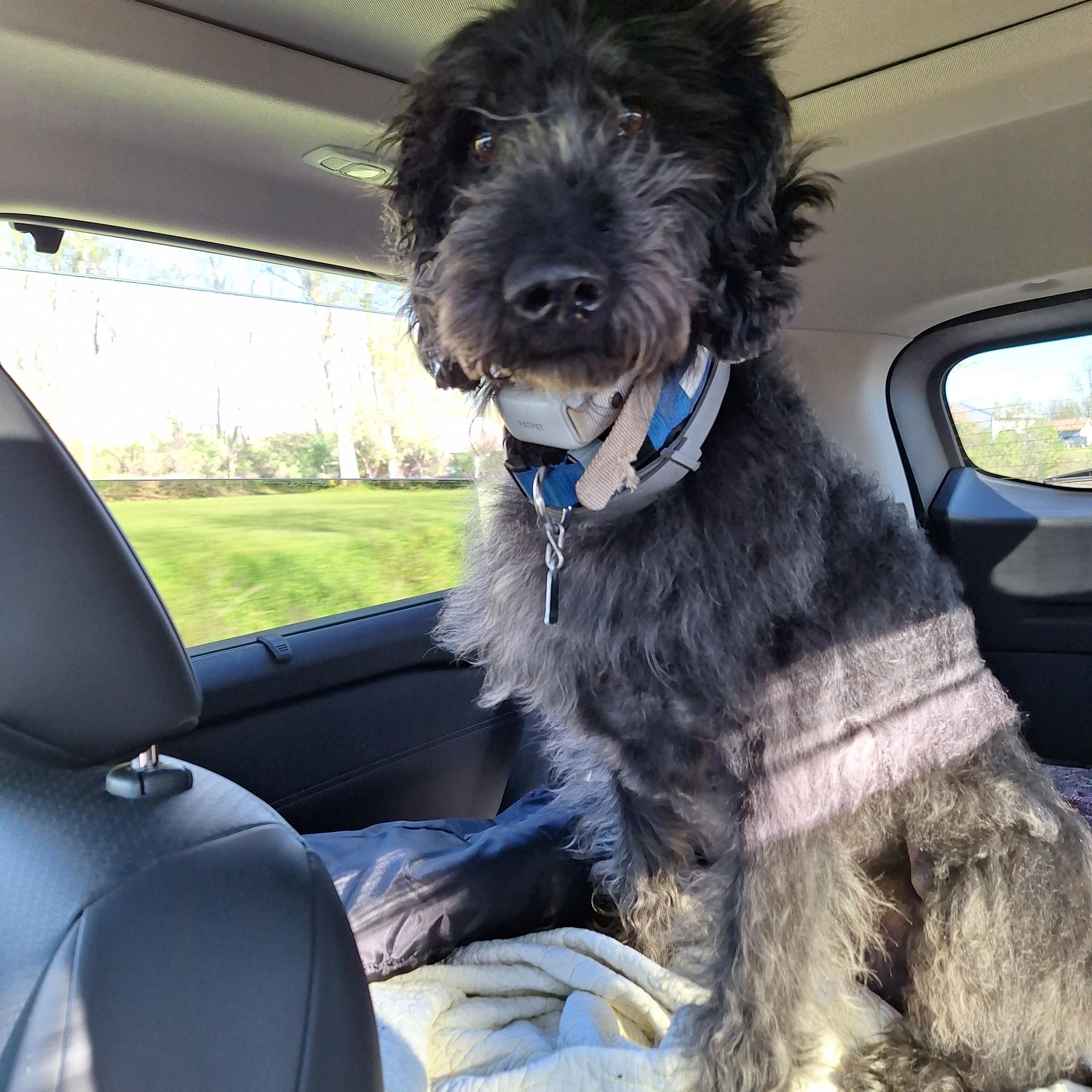 Enlarge Sam, a Adopted Labradoodle in Hagaman, NY image 5/6