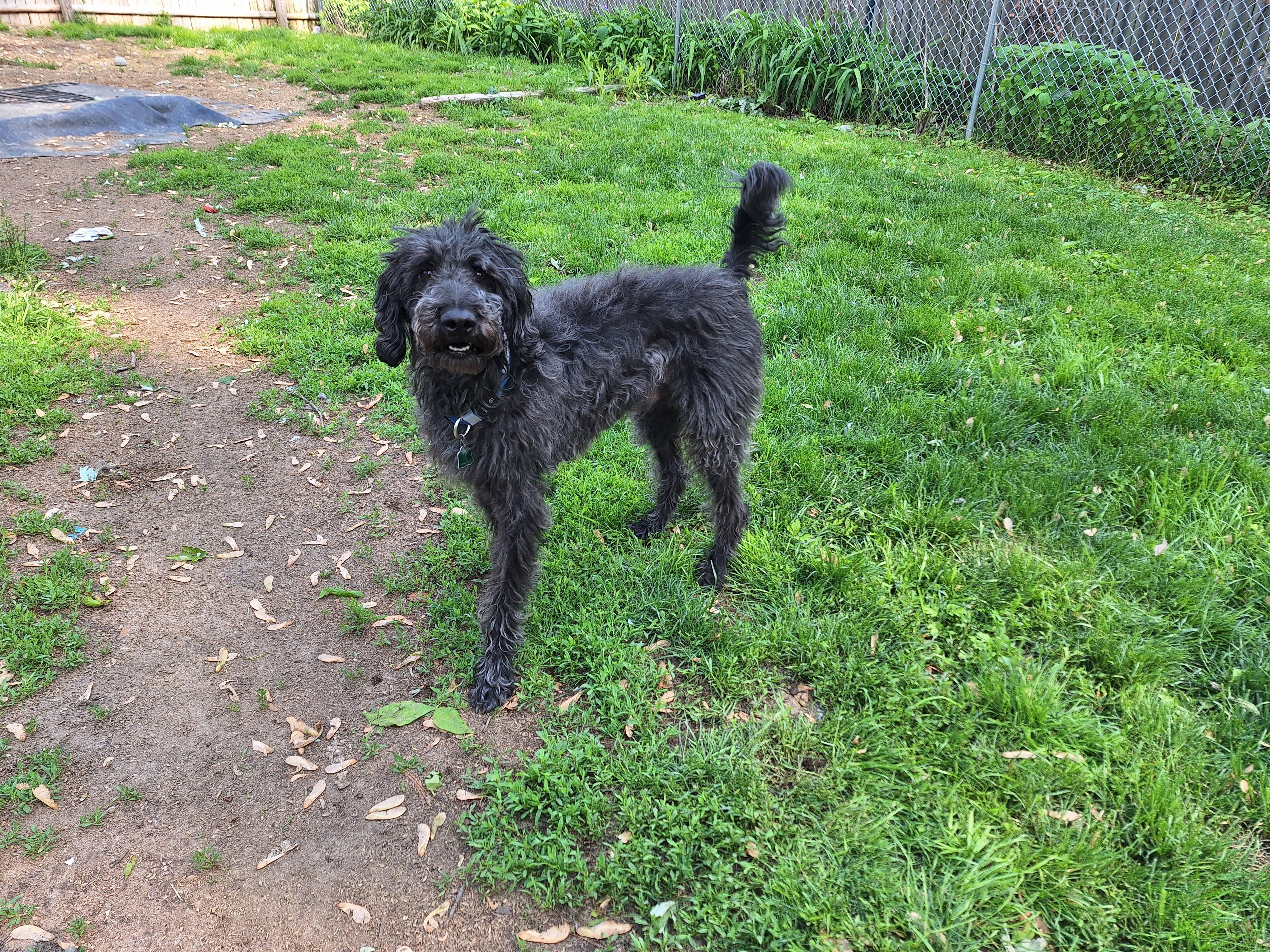 Enlarge Sam, a Adopted Labradoodle in Hagaman, NY image 6/6