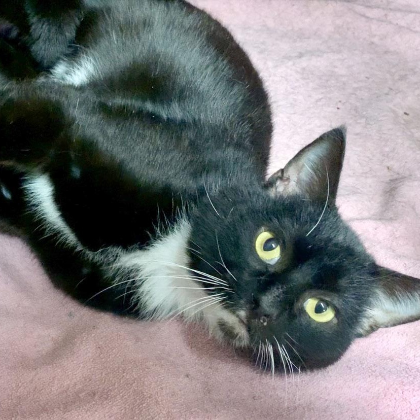 Checkers, a Adoptable Domestic Short Hair in Mauldin, SC image 2/4