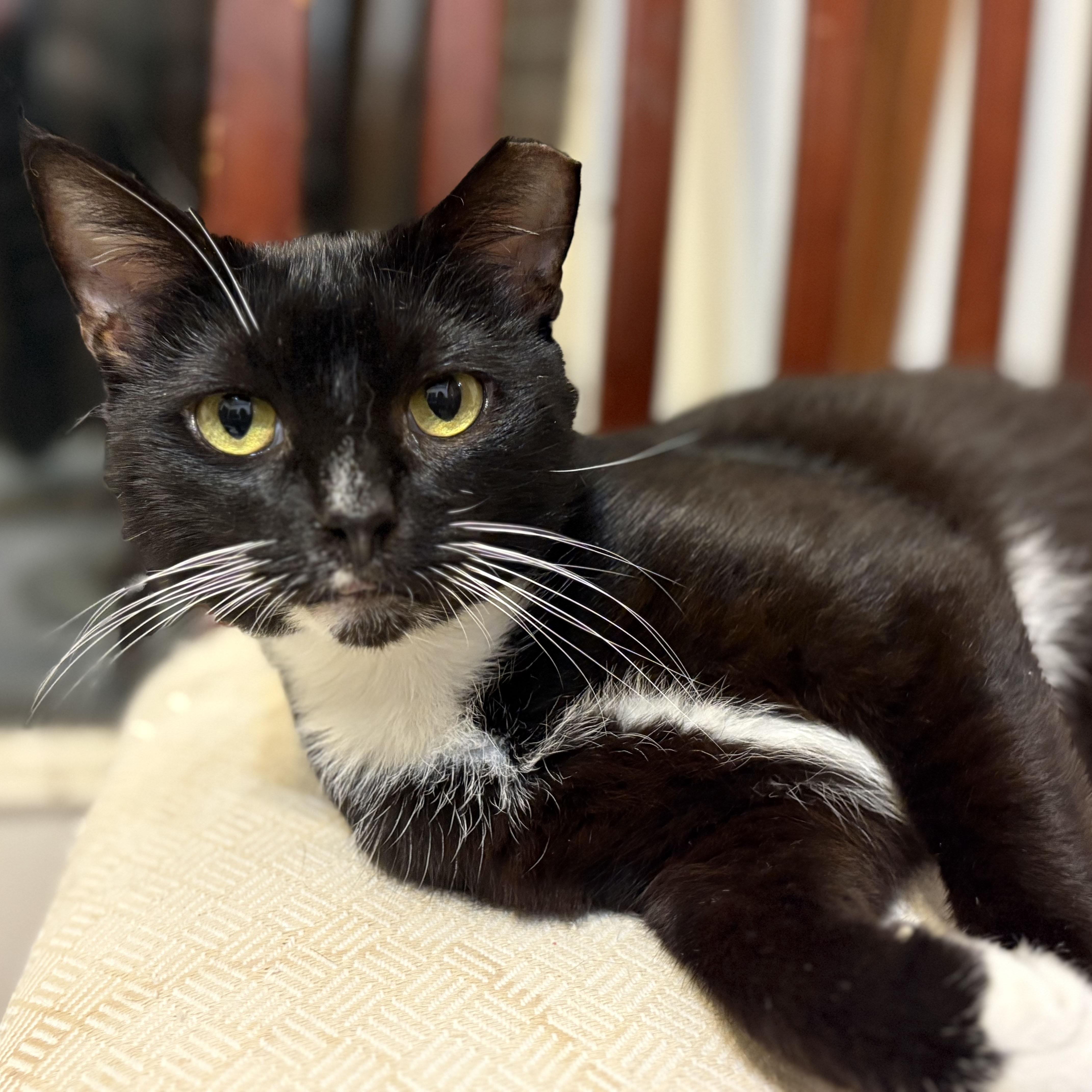 Checkers, Adoptable, Adult Male Domestic Short Hair.
