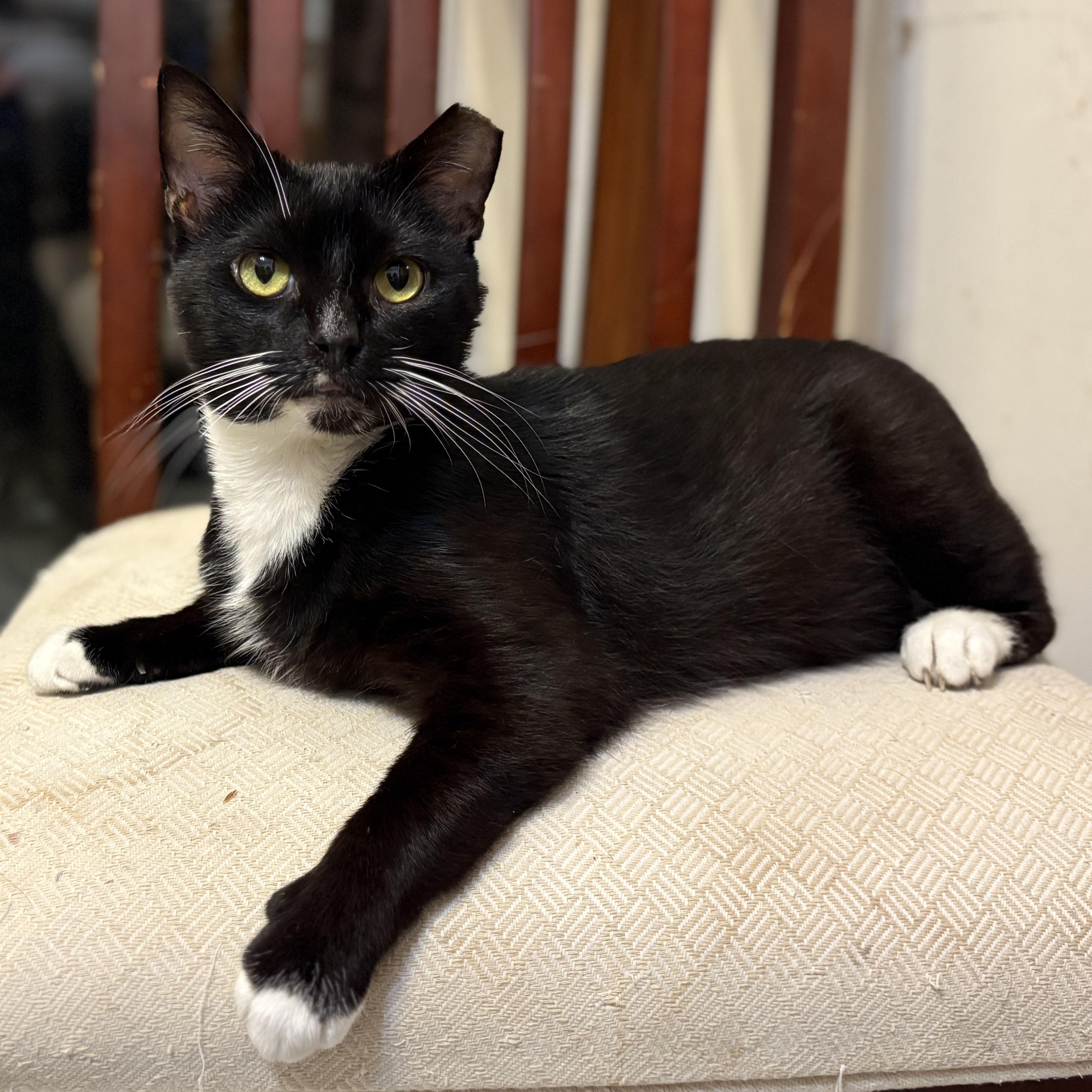 Checkers, a Adoptable Domestic Short Hair in Mauldin, SC image 4/4