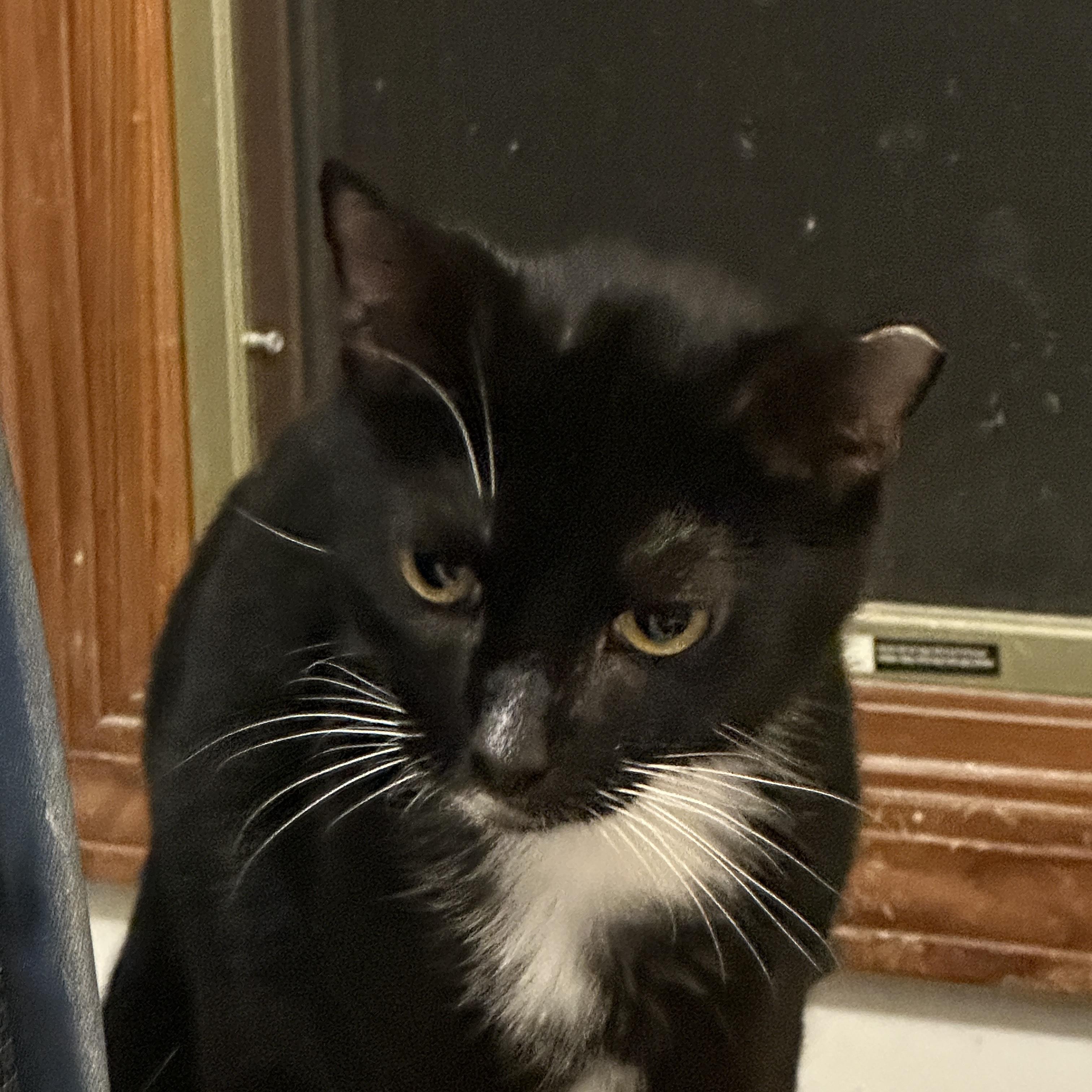 Enlarge Checkers, a Adoptable Domestic Short Hair in Mauldin, SC image 3/5