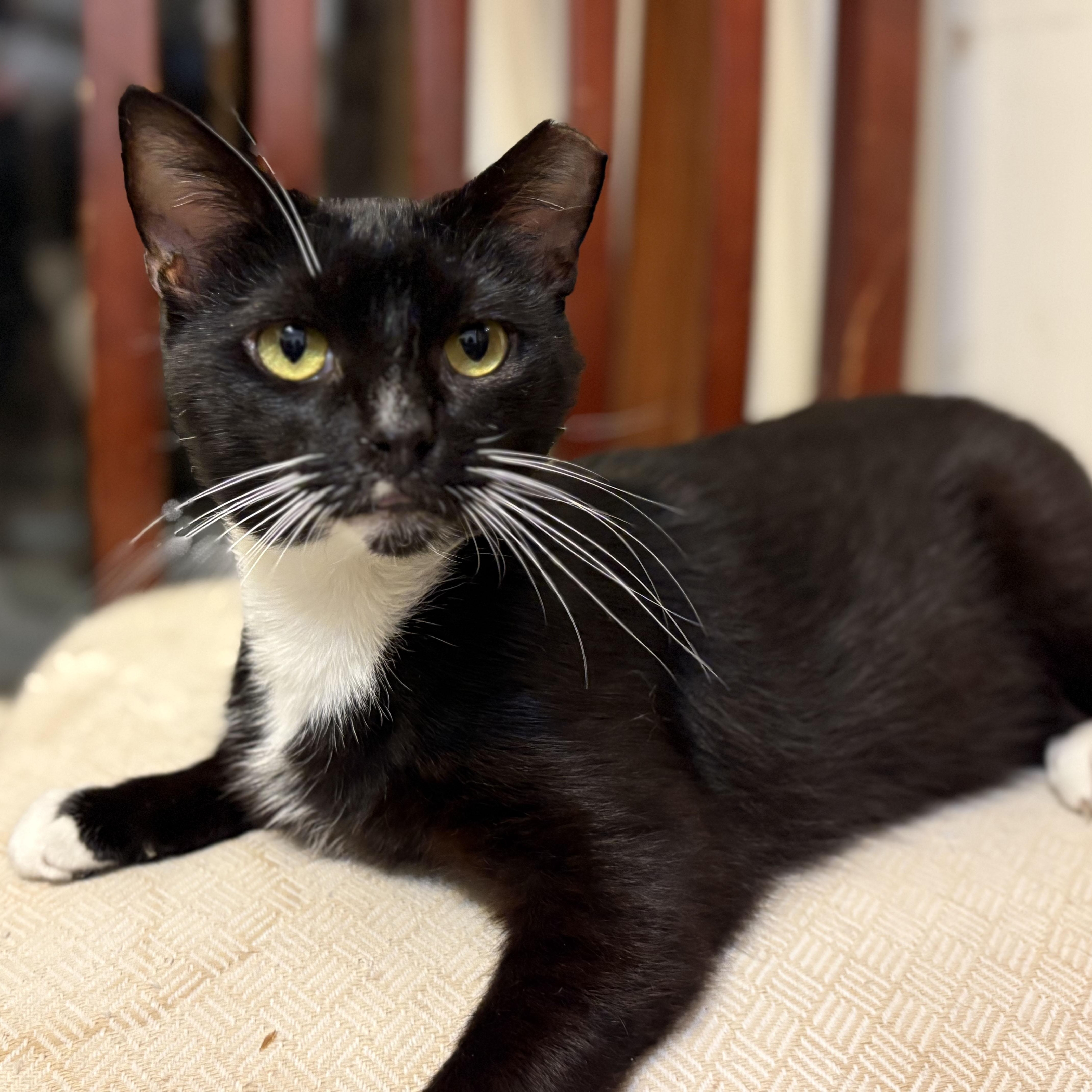 Checkers, Adoptable, Adult Male Domestic Short Hair.