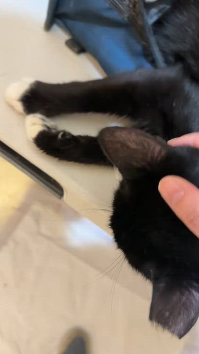 Enlarge Checkers, a Adoptable Domestic Short Hair in Mauldin, SC video 2/5