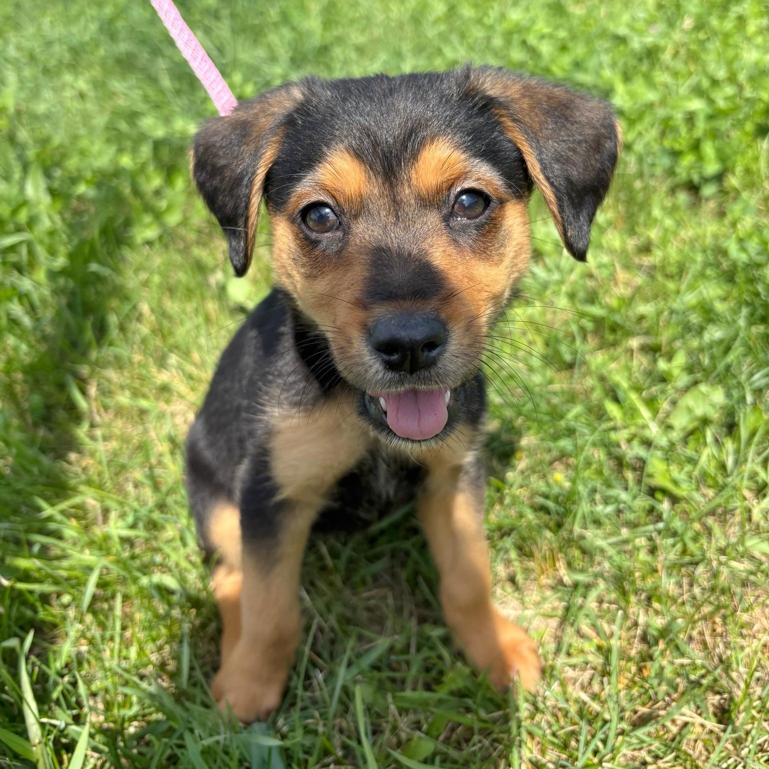 Babu, ADOPTABLE, Puppy Male Cattle Dog.