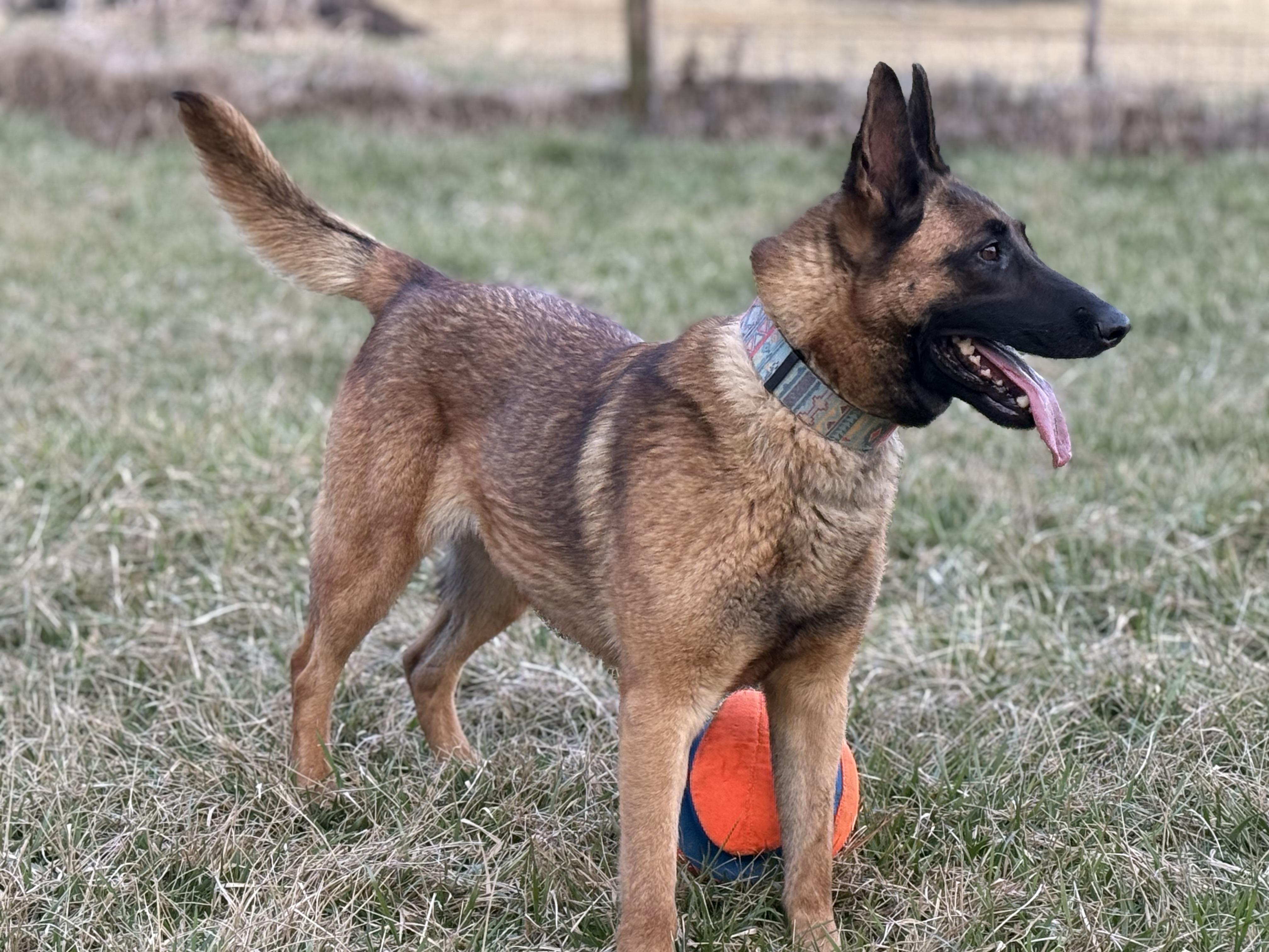 Enlarge Molly, a Adopted mixed breed in Bakersville, NC image 2/6